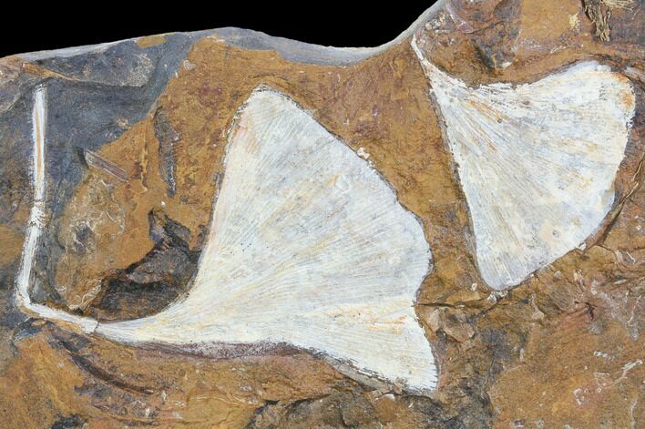 Fossil Ginkgo Leaves From North Dakota - Paleocene #102861